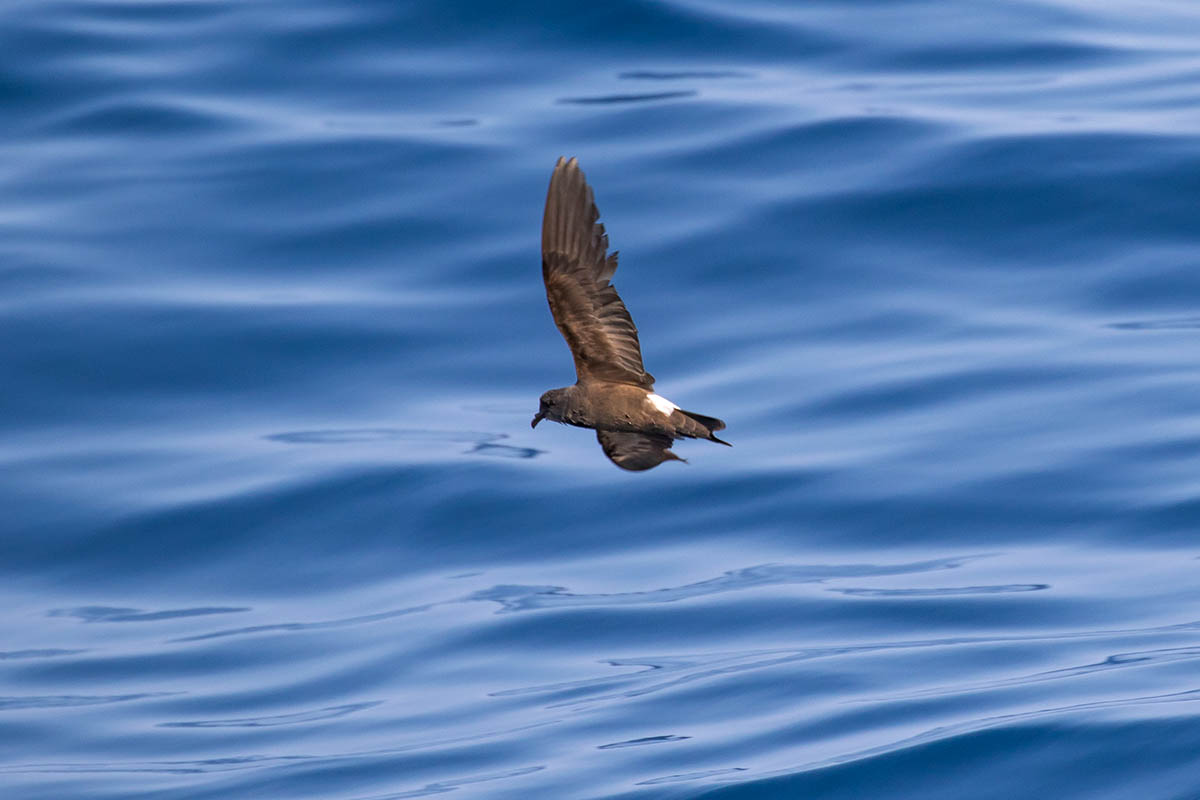 Leachs Storm-petrel