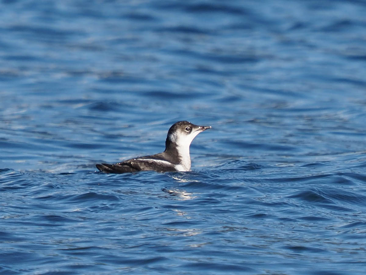 Marbled Murrelet